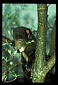 10011-00136-Black Bear Cubs-Ursus americanus.jpg