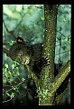 10011-00137-Black Bear Cubs-Ursus americanus.jpg