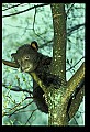 10011-00141-Black Bear Cubs-Ursus americanus.jpg