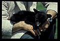 10011-00145-Black Bear Cubs-Ursus americanus.jpg