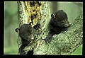 10011-00149-Black Bear Cubs-Ursus americanus.jpg