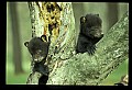 10011-00150-Black Bear Cubs-Ursus americanus.jpg