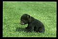 10011-00151-Black Bear Cubs-Ursus americanus.jpg