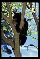 10011-00155-Black Bear Cubs-Ursus americanus.jpg