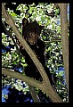 10011-00156-Black Bear Cubs-Ursus americanus.jpg