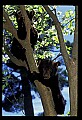 10011-00158-Black Bear Cubs-Ursus americanus.jpg