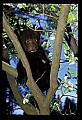 10011-00159-Black Bear Cubs-Ursus americanus.jpg