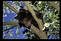 10011-00160-Black Bear Cubs-Ursus americanus.jpg