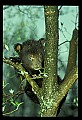 10011-00161-Black Bear Cubs-Ursus americanus.jpg
