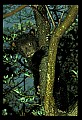 10011-00163-Black Bear Cubs-Ursus americanus.jpg