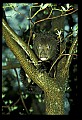 10011-00164-Black Bear Cubs-Ursus americanus.jpg