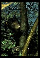 10011-00165-Black Bear Cubs-Ursus americanus.jpg