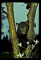 10011-00166-Black Bear Cubs-Ursus americanus.jpg
