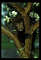 10011-00167-Black Bear Cubs-Ursus americanus.jpg