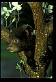 10011-00168-Black Bear Cubs-Ursus americanus.jpg