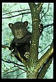 10011-00169-Black Bear Cubs-Ursus americanus.jpg