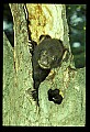 10011-00170-Black Bear Cubs-Ursus americanus.jpg