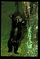 10011-00174-Black Bear Cubs-Ursus americanus.jpg