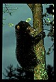 10011-00175-Black Bear Cubs-Ursus americanus.jpg