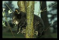 10011-00176-Black Bear Cubs-Ursus americanus.jpg