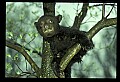 10011-00177-Black Bear Cubs-Ursus americanus.jpg