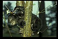 10011-00180-Black Bear Cubs-Ursus americanus.jpg