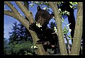 10011-00181-Black Bear Cubs-Ursus americanus.jpg
