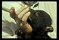 10011-00185-Black Bear Cubs-Ursus americanus.jpg