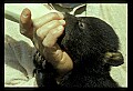 10011-00186-Black Bear Cubs-Ursus americanus.jpg