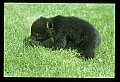 10011-00187-Black Bear Cubs-Ursus americanus.jpg