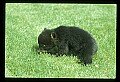 10011-00188-Black Bear Cubs-Ursus americanus.jpg