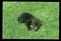 10011-00189-Black Bear Cubs-Ursus americanus.jpg