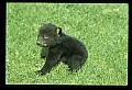 10011-00190-Black Bear Cubs-Ursus americanus.jpg