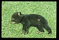 10011-00191-Black Bear Cubs-Ursus americanus.jpg