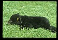 10011-00192-Black Bear Cubs-Ursus americanus.jpg