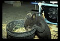 10011-00198-Black Bear Cubs-Ursus americanus.jpg