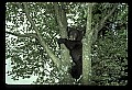 10011-00201-Black Bear Cubs-Ursus americanus.jpg