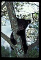 10011-00202-Black Bear Cubs-Ursus americanus.jpg