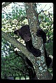 10011-00203-Black Bear Cubs-Ursus americanus.jpg