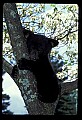 10011-00205-Black Bear Cubs-Ursus americanus.jpg