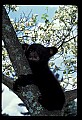 10011-00206-Black Bear Cubs-Ursus americanus.jpg
