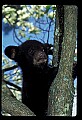 10011-00208-Black Bear Cubs-Ursus americanus.jpg