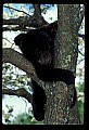 10011-00209-Black Bear Cubs-Ursus americanus.jpg