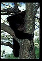10011-00210-Black Bear Cubs-Ursus americanus.jpg
