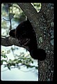 10011-00211-Black Bear Cubs-Ursus americanus.jpg
