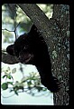 10011-00212-Black Bear Cubs-Ursus americanus.jpg