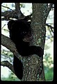10011-00213-Black Bear Cubs-Ursus americanus.jpg