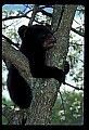 10011-00214-Black Bear Cubs-Ursus americanus.jpg