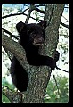 10011-00215-Black Bear Cubs-Ursus americanus.jpg
