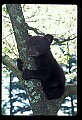10011-00216-Black Bear Cubs-Ursus americanus.jpg
